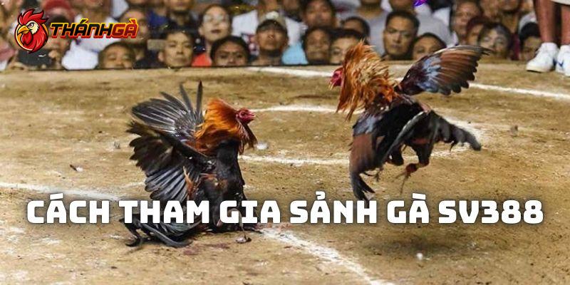 Cách tham gia chọi kê tại sảnh gà SV388