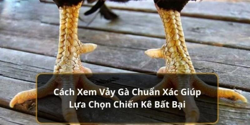 cách xem vảy gà