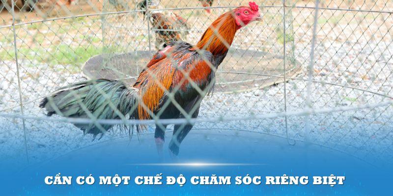 Cần có một chế độ chăm sóc riêng biệt cho những chiến kê sở hữu loại vảy này