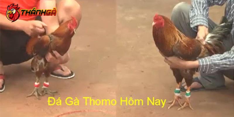 Gà đá được phân theo từng hạng cân công bằng