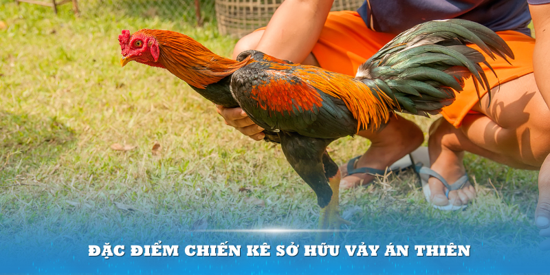 Đặc điểm chiến kê sở hữu Vảy Án Thiên