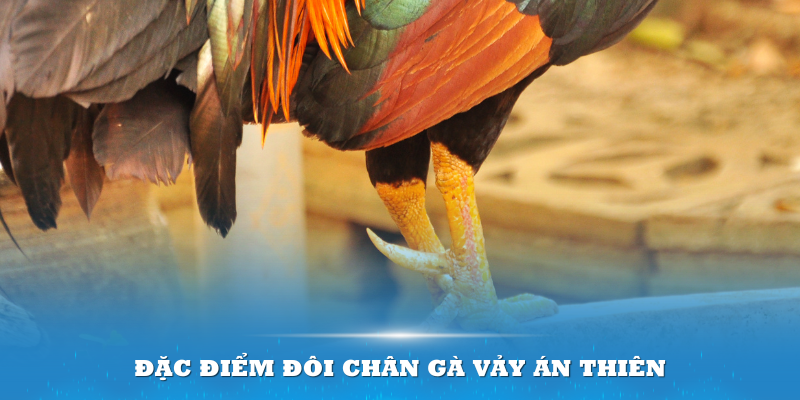 Đặc điểm đôi chân gà Vảy Án Thiên