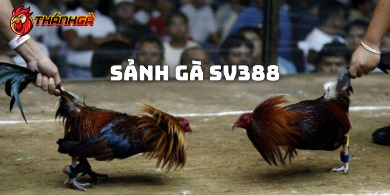 Sảnh SV388 là một trong những trò chơi hấp dẫn tại Thánh gà