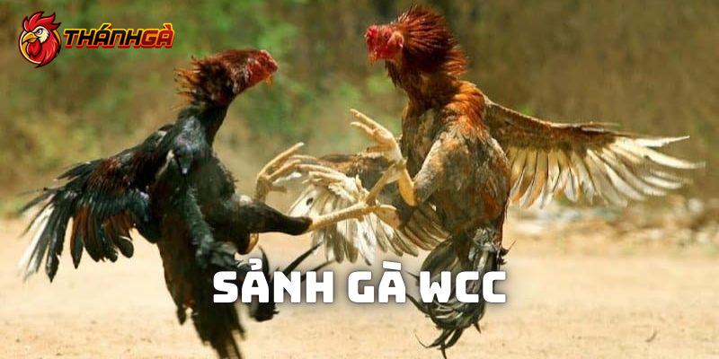 Giới thiệu sảnh gà Wcc