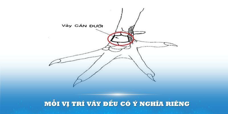 Mỗi vị trí trong vảy có vấn cán ở gà sẽ mang một đặc điểm và ý nghĩa riêng