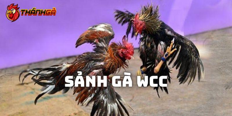 Sảnh gà Wcc