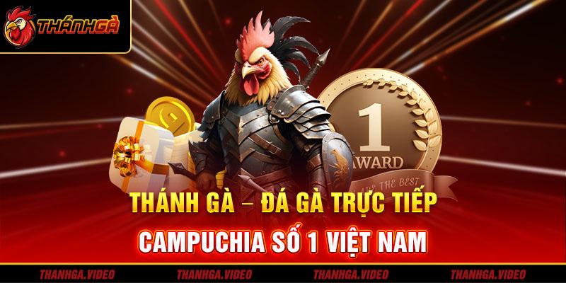 Thánh Gà là nền tảng trực tiếp đá gà Campuchia chất lượng top đầu