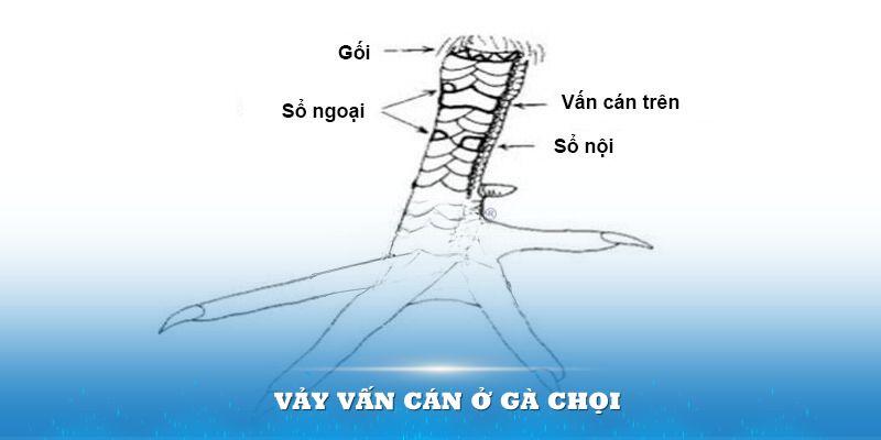 Vảy vấn cán