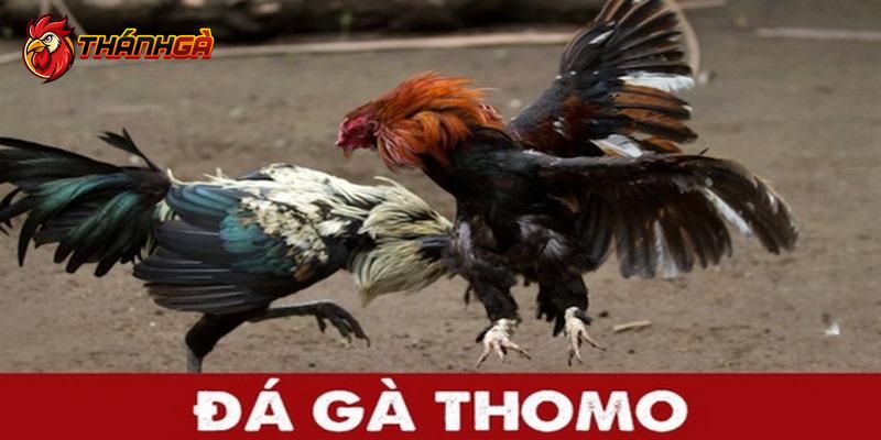 Xem trực tiếp đá gà Thomo ngay hôm nay