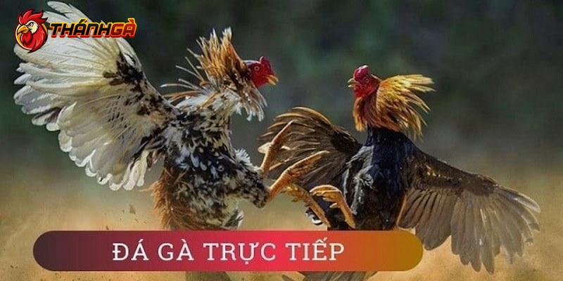 2 hình thức đá gà Thomo phổ biến