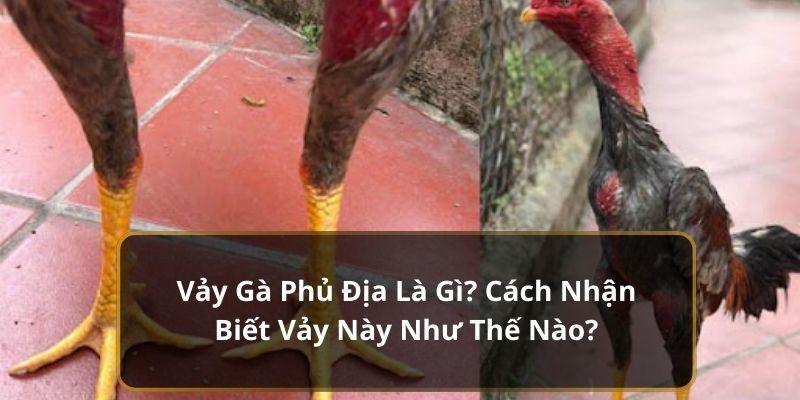 vảy gà phủ địa