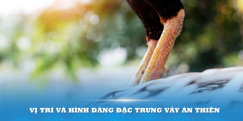 Vị trí và hình dáng đặc trưng Vảy Án Thiên trên chân gà