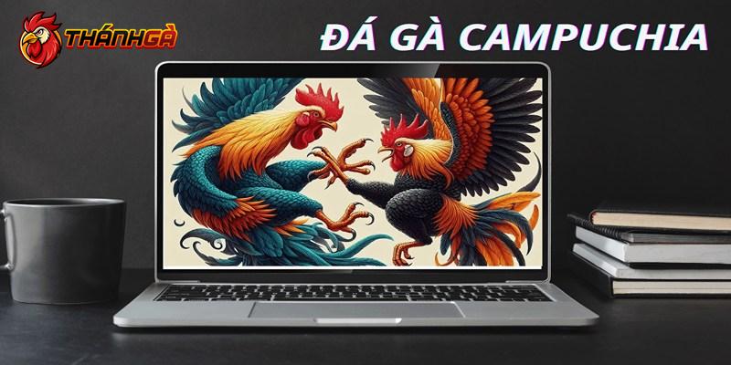 Thông tin giới thiệu gà đá Campuchia